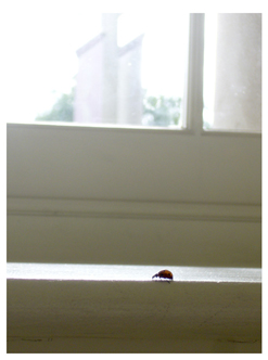 Ladybug in Saatchi Gallery